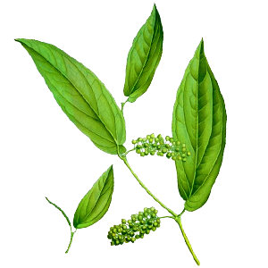 vůně Litsea cubeba